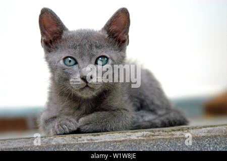 Cute Kitten avec fourrure gris et les yeux bleus, assis et à la recherche de l'appareil photo (Chiot Cat) Banque D'Images