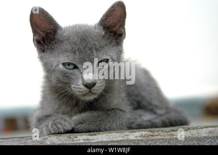 Cute Kitten avec fourrure gris et les yeux bleus, assis et à la recherche (regardant) à la caméra (Chiot Cat) Banque D'Images