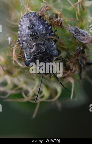 Un dernier stade nymphe de Pentatoma rufipes, autrement connu comme la forêt Bug ou Red-legged Shieldbug. Banque D'Images