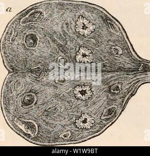 Image d'archive à partir de la page 625 de la cyclopaedia de l'anatomie et. La cyclopaedia de l'anatomie et physiologie cyclopdiaofana05todd Année : 1859 550 utérus et ses appendices. Un objectif commun, l'apparence d'être formé en bottes ou les couches. Le microscope, toutefois, sert à résoudre ce tissu dans ses éléments essentiels. Lorsqu'il a examiné, le stronia est principalement composée de vaisseaux sanguins, dans laquelle une grande partie de sa force et l'endurance est due, l'en- termediate sont remplis par une structure fibreuse non séparable en faisceaux, comme tissu conjonctif ordinaire, et n'ont pas de dis- Banque D'Images
