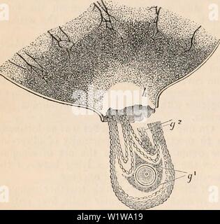 Image d'archive à partir de la page 635 de la cyclopaedia de l'anatomie et. La cyclopaedia de l'anatomie et physiologie cyclopdiaofana05todd Année : 1859 560 utérus et ses appendices. cess se produit chez le lapin. Ici est représenté une partie d'une vésicule de Graaf mûrs, qui était sur le point de décharger un ovule. Le follicule, après avoir été disséqués de l'ovaire, a été soumis à une légère pression latérale dans le compressorium, par laquelle le follicule a éclaté au point (//) Préparation de rup- ture. L'ovisac a fait place à la mince- nest point, et l'ovule, entouré de la tunica granulos Banque D'Images