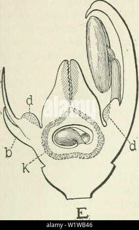 Image d'archive à partir de la page 658 de la Cyclopaedia de cultures agricoles . Cyclopedia de cultures agricoles : une étude des cultures populaires et des méthodes de récolte aux États-Unis et Canada Année bailuoft cyclopediaoffarm00 : 1922, c1907-SUCRE DE BETTERAVE À SUCRE DE BETTERAVE 591 Fig. 817. (Dia- grammatic longitudinal j section fleur de betteraves, d, glandes ; /) ; bractées, k, de tissus surrouuiiiug- l'ONU a élaboré des semences. tain que de germes qu'il y avait des fleurs dans le cluster. De temps en temps une fleur se suffit à elle-même et développe une seule semence ; dans d'autres cas, un ou plusieurs des fleurs, seules ou en groupe, ne parvient pas à produire des semences, ce qui Banque D'Images