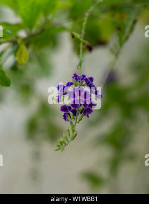 Duranta erecta fleur, golden dewdrop, skyflower, Yucatan, Mexique. Banque D'Images