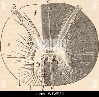 Image d'archive à partir de la page 721 de la cyclopaedia de l'anatomie et. La cyclopaedia de l'anatomie et physiologie cyclopdiaofana03todd Année : 1847 708 SYSTÈME NERVEUX. De l'anatomie microscopique (centres nerveux.) le sens de ce qui est probablement l'oblique ou transversale, comme une grande partie d'entre eux peut être vu prendre une telle direction quand un morceau de matière grise, coupés transversalement, est l'exa- minés sous le microscope. La matière grise du cordon contient des vésicules sphériques et caudé incrusté dans leur matrice granulaire habituelle. Ils sont trouvés dans les cornes ainsi que dans l'commissural. La vésicule caudé Banque D'Images