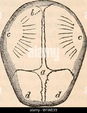 Image d'archive à partir de la page 756 de la cyclopaedia de l'anatomie et. La cyclopaedia de l'anatomie et physiologie cyclopdiaofana01todd Année : 1836 et irradiant vers- Fig. 375. La membre de ces os, il s'ensuit que les angles seront incomplètes lorsque le reste de l'os est formé. Sur ce compte c'est que, aux quatre angles de chaque pa- rietal l'os, il y a un spot qui ossific membraneux la question n'a pas atteint, quand, dans d'autres parties, c'est joint à l'os environnant. Ces espaces sont appelés des fontanelles ; deux d'entre eux sont situés sur la ligne médiane et mieux ; et deux aut Banque D'Images