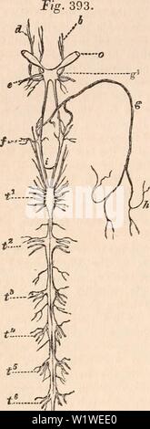 Image d'archive à partir de la page 779 de la cyclopaedia de l'anatomie et. La cyclopaedia de l'anatomie et physiologie cyclopdiaofana01todd Année : 1836 764 crustacés. Mais c'est plus particulièrement dans les types qui demande encore notre attention, que nous percevons le système de centralisation poussée plus loin encore par la conjonction des noyaux, qui nous ont jusqu'ici seulement vu approximativement à l'autre, Banque D'Images