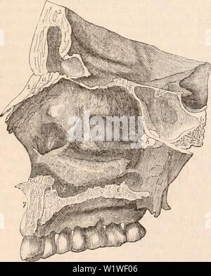 Image d'archive à partir de la page 813 de la cyclopaedia de l'anatomie et. La cyclopaedia de l'anatomie et physiologie cyclopdiaofana03todd Année : 1847 724 NEZ. près de portions égales, mais dont la partie inférieure seulement atteint jusqu'à la partie antérieure du diaphragme. La partie postérieure de l'ouverture de la cavité nasale est quadrilatère. Elle est délimitée par le dessous des plaques palatines du palais les os, avec l'épine nasale postérieure formé à leur jonction ; de chaque côté de la ptérygoïde interne de l'os sphénoïdal ; et au-dessus par l'alee du vomer et le corps de l'os sphénoïdal. Le bord postérieur du vomer divise Banque D'Images