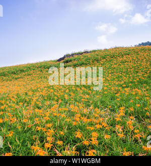 Belle fleur hémérocalle orange farm sur Liushidan mountain (Soixante Rock Mountain) avec ciel bleu et nuage dans Taiwan Hualien Fuli, Close up, copy space Banque D'Images