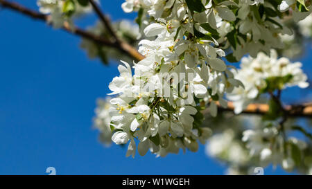 Pommetier bloosom blanc Californie,USA Banque D'Images