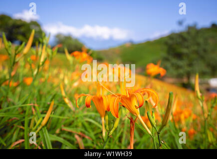 Belle fleur hémérocalle orange farm sur Liushidan mountain (Soixante Rock Mountain) avec ciel bleu et nuage dans Taiwan Hualien Fuli, Close up, copy space Banque D'Images