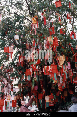 Souhaitant Lam Tsuen arbres dans des années 1980, ancien Banque D'Images