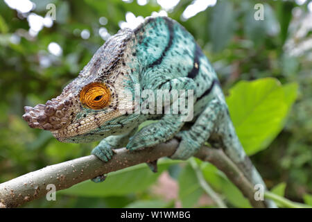 Male Parson's Calumma parsonii Caméléon Madagascar Banque D'Images