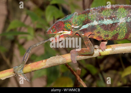 Le Furcifer pardalis caméléon panthère mâle se nourrissant de sauterelle Banque D'Images