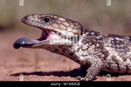 Retour à galets Tiliqua rugosa Lézard Banque D'Images