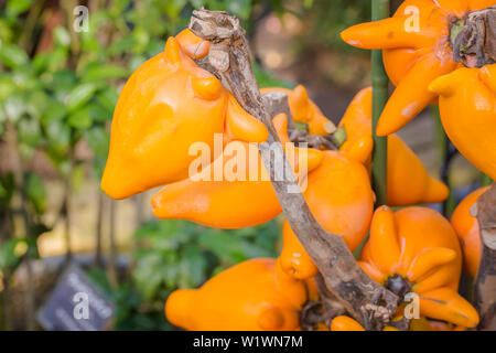 Fox, visage fantaisie aubergine, mamelon, fruits, fruits Titty pis de vache, pomme de Sodome, ox Face Banque D'Images