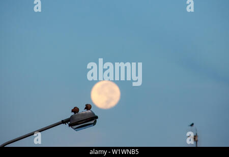 Colombes sur une lampe de rue un matin avec l'arrière-plan d'une pleine lune Banque D'Images