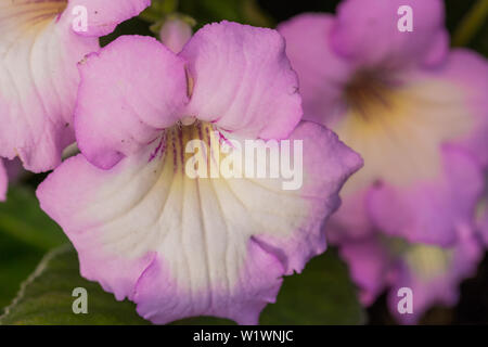 Streptocarpus soft fleur pourpre au jardin fleuri. Banque D'Images