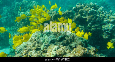 ( Zebrasoma flavescens Tang jaune) panorama sur Coral Bay, Hawaii en Honaunay Banque D'Images