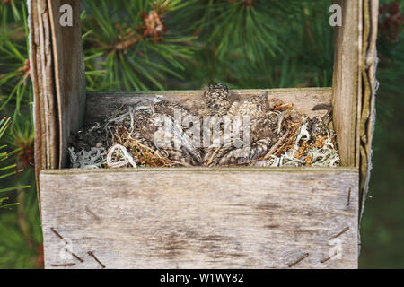Peu de muguet chicks assis dans un nid à l'intérieur et à l'ancienne à la main en bois mangeoire accrochée à un pin Banque D'Images