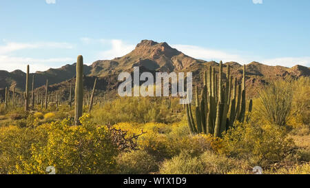 Tuyau d'orgue cactus et ajo mnts en Arizona, États-Unis Banque D'Images