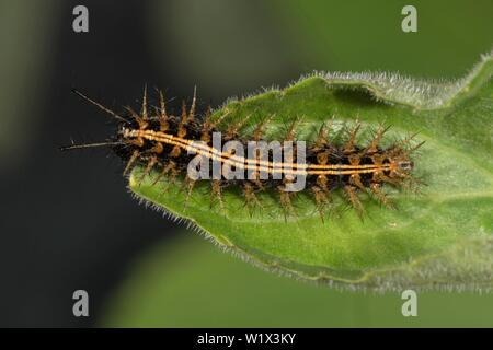 Silver-lavé fritillary (Argynnis paphia), Caterpillar assis sur feuille, Baden-Wurttemberg, Allemagne Banque D'Images