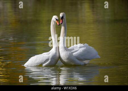 Mute swan (Cygnus olor), adulte, la paire, l'accouplement, l'accouplement dans l'eau, l'accouplement au printemps, Mannheim, Allemagne Banque D'Images