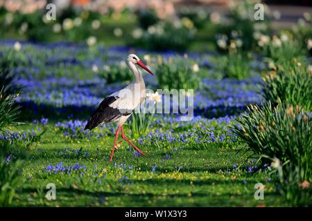 Cigogne Blanche (Ciconia ciconia), adulte, sur prairie en fleurs, au printemps, à la recherche de nourriture, Mannheim, Allemagne Banque D'Images