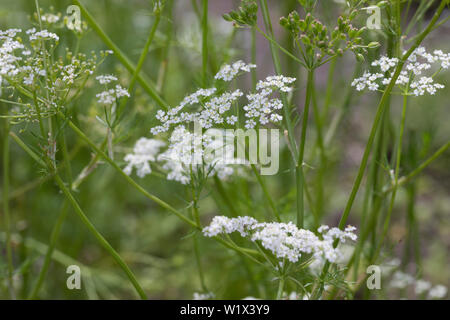 Wiesen-Kümmel Wiesenkümmel, kümmel,, la société Kümmel, Carum carvi, cumin, fenouil, Meridian, Cumin cumin persan, le carvi, le cumin des prés Banque D'Images