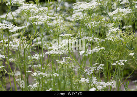 Wiesen-Kümmel Wiesenkümmel, kümmel,, la société Kümmel, Carum carvi, cumin, fenouil, Meridian, Cumin cumin persan, le carvi, le cumin des prés Banque D'Images