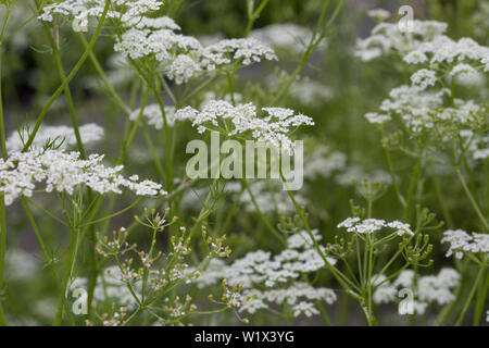 Wiesen-Kümmel Wiesenkümmel, kümmel,, la société Kümmel, Carum carvi, cumin, fenouil, Meridian, Cumin cumin persan, le carvi, le cumin des prés Banque D'Images