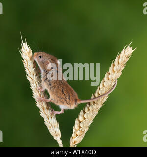 Les souris Micromys minutus récolte mignon sur tige de blé avec neutre vert nature background Banque D'Images