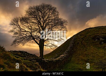 Arbre d'automne sur un mur de pierre dans une dépression avec une ambiance d'éclairage dramatique, Northumberland, Greenhead, Grande-Bretagne Banque D'Images