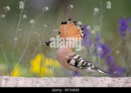 Huppe fasciée (Upupa epops), l'Eunemobius comme proie dans le bec en face de fleurs de printemps, d'exécution, Saxe-Anhalt, Allemagne Banque D'Images