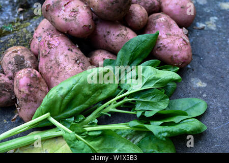 Produits frais bio légumes cultivés sur place. Denrées de potager, les pommes de terre et épinards Banque D'Images