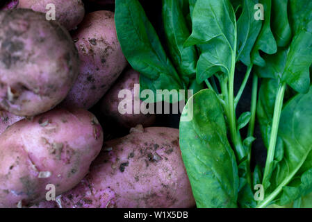 Produits frais bio légumes cultivés sur place. Denrées de potager, les pommes de terre et épinards Banque D'Images