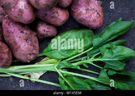 Produits frais bio légumes cultivés sur place. Denrées de potager, les pommes de terre et épinards Banque D'Images