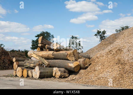 Les troncs d'arbre de chêne se trouvant en face d'un tas de prêt à l'utilisation de la biomasse, Pays-Bas, Europe Banque D'Images