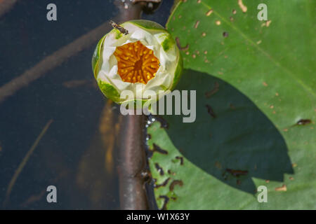 White Water-lily (Nymphaea alba). Bourgeon d'ouverture sur la surface de l'eau, de haut en bas. D'étamines, pétales et sépales révélé. Earl Morning sun cast sh Banque D'Images