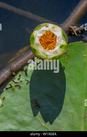 ​White Nénuphar (Nymphaea alba). Bourgeon d'ouverture à la surface de l'eau, de haut en bas. D'étamines, pétales et sépales révélé. Soleil du matin jette une ombre. Banque D'Images
