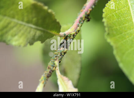 Close up of black garden (colonie de fourmis Lasius niger), fait un nid dans une plante dans le jardin Banque D'Images
