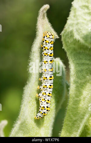 Mullein moth caterpillar sur Verbascum Banque D'Images