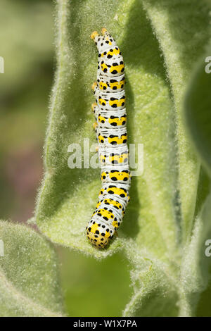 Mullein moth caterpillar sur Verbascum Banque D'Images