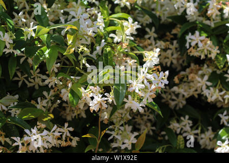 Close up of Trachelospermum jasminoides, noms communs : jasmine confédérée, le sud du jasmin, jasmine star, jessamine confédérés, et en chinois Banque D'Images