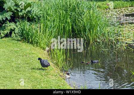 Le Jardin botanique de Copenhague (Botanisk ont) et les canards dans le Danemark Copenhague Voldgade Øster Banque D'Images