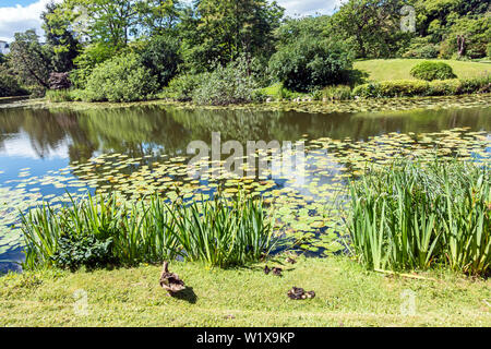 Le Jardin botanique de Copenhague (Botanisk ont) et les canards dans le Danemark Copenhague Voldgade Øster Banque D'Images