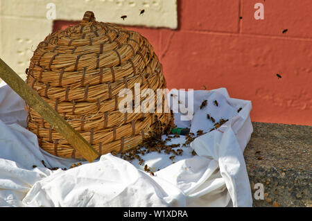 Essaim d'abeilles Les abeilles DE LA WOODEN POST MAINTENANT DANS LA PAILLE SKEP Banque D'Images