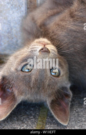 Mignon chaton gris aux yeux verts à l'envers (Chiot Cat) Banque D'Images