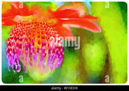 Aquarelle de fleur de fruit de passion entre les feuilles (Curitiba, Parana, Brésil) (Sud Brésil) Banque D'Images