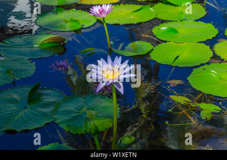 Jardin de l'eau sur l'île de Denarau Fiji Banque D'Images