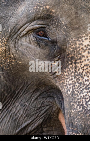 L'œil de l'éléphant de près. Banque D'Images